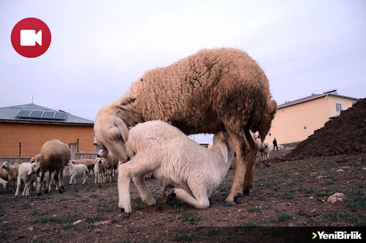 Koyun Ve Kuzuların Buluşma Anı Güzel Görüntüler Oluşturdu