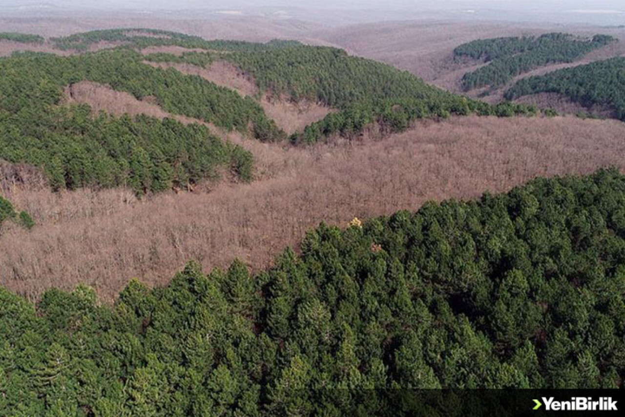 Ormanların sağlığına 902 noktadan yakın takip