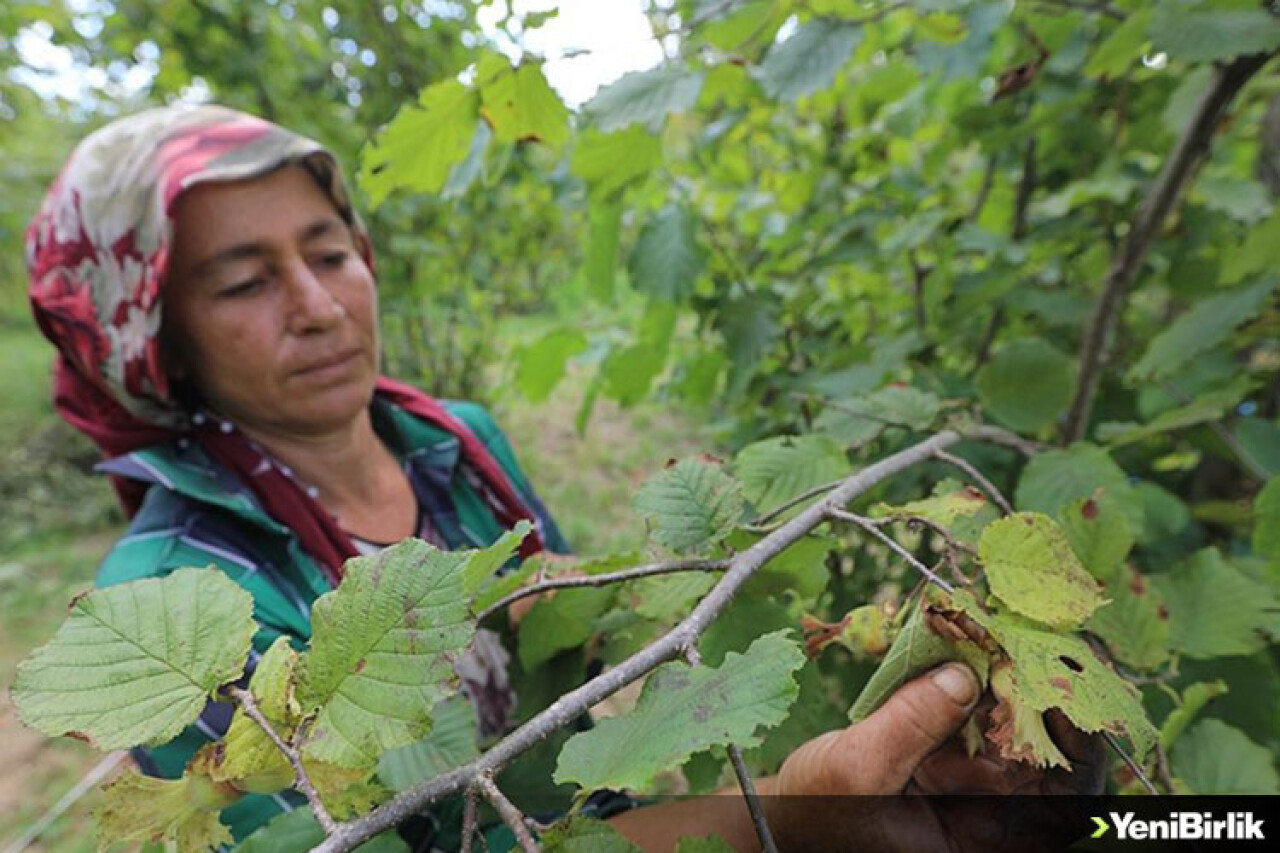 İstanbul'da fındık hasadı görenleri şaşırtıyor
