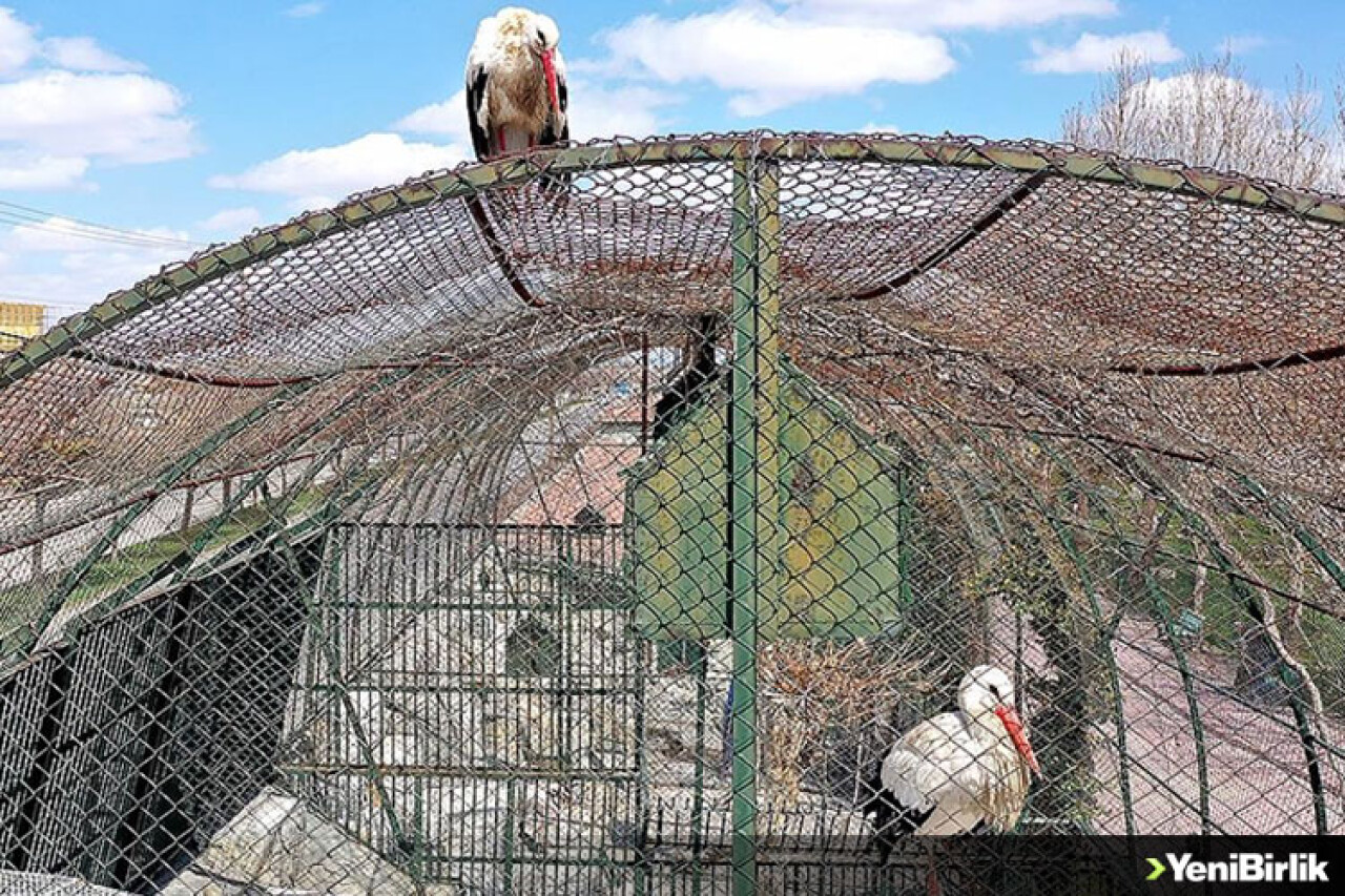 Leylek "Mecnun" hayvanat bahçesinde tedavi gören "Leyla"sını bırakmıyor