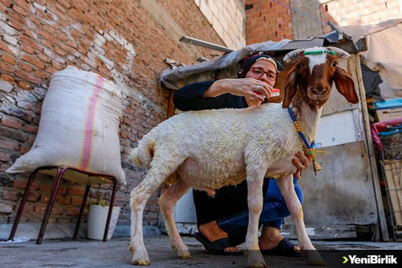 Çocuklarının depremin travmasını atlatması için aldıkları kuzu evin yeni üyesi oldu