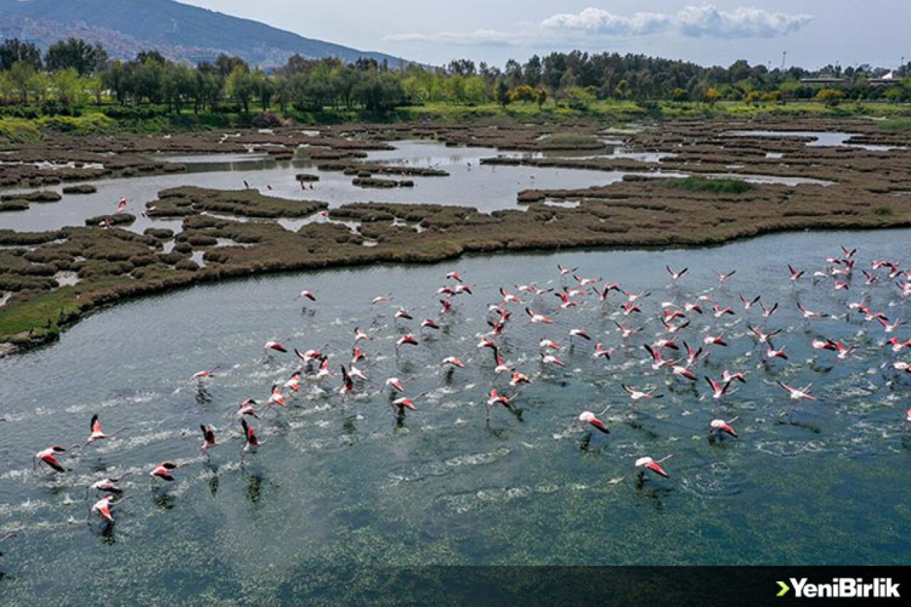 İzmir'deki Çakalburnu Lagünü ve kent ormanında ilkbahar güzelliği