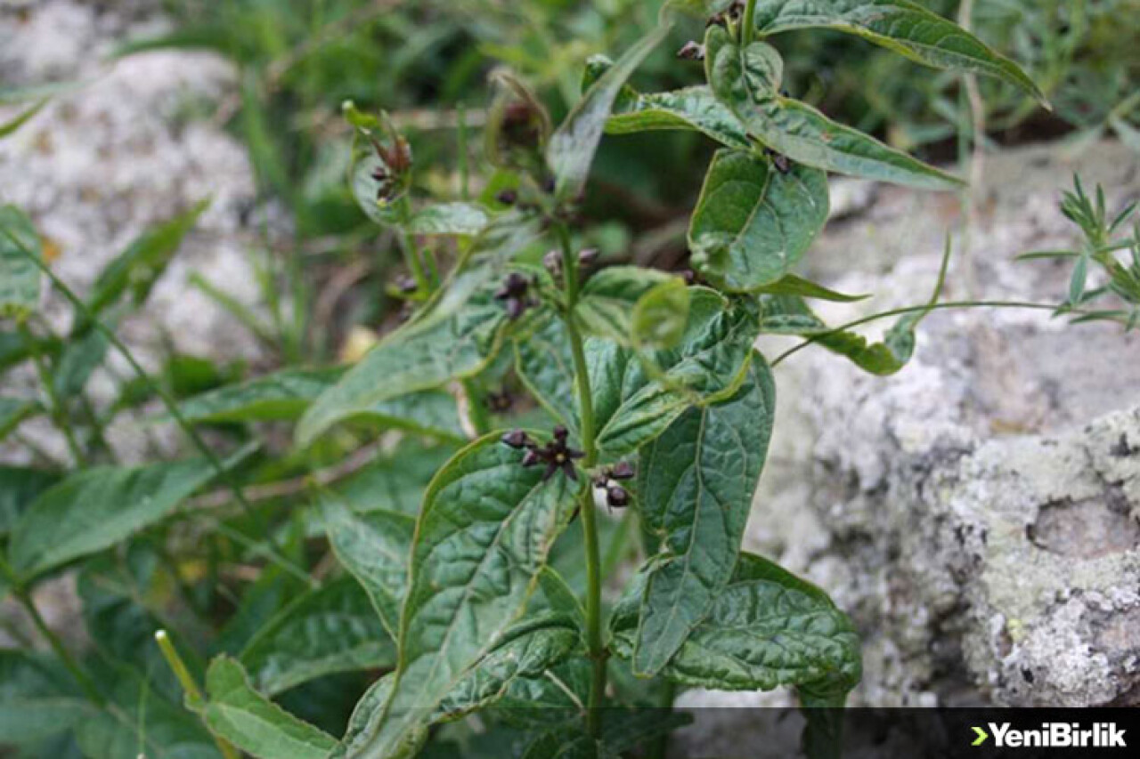 Türkiye'de yeni bir bitki türü keşfedildi