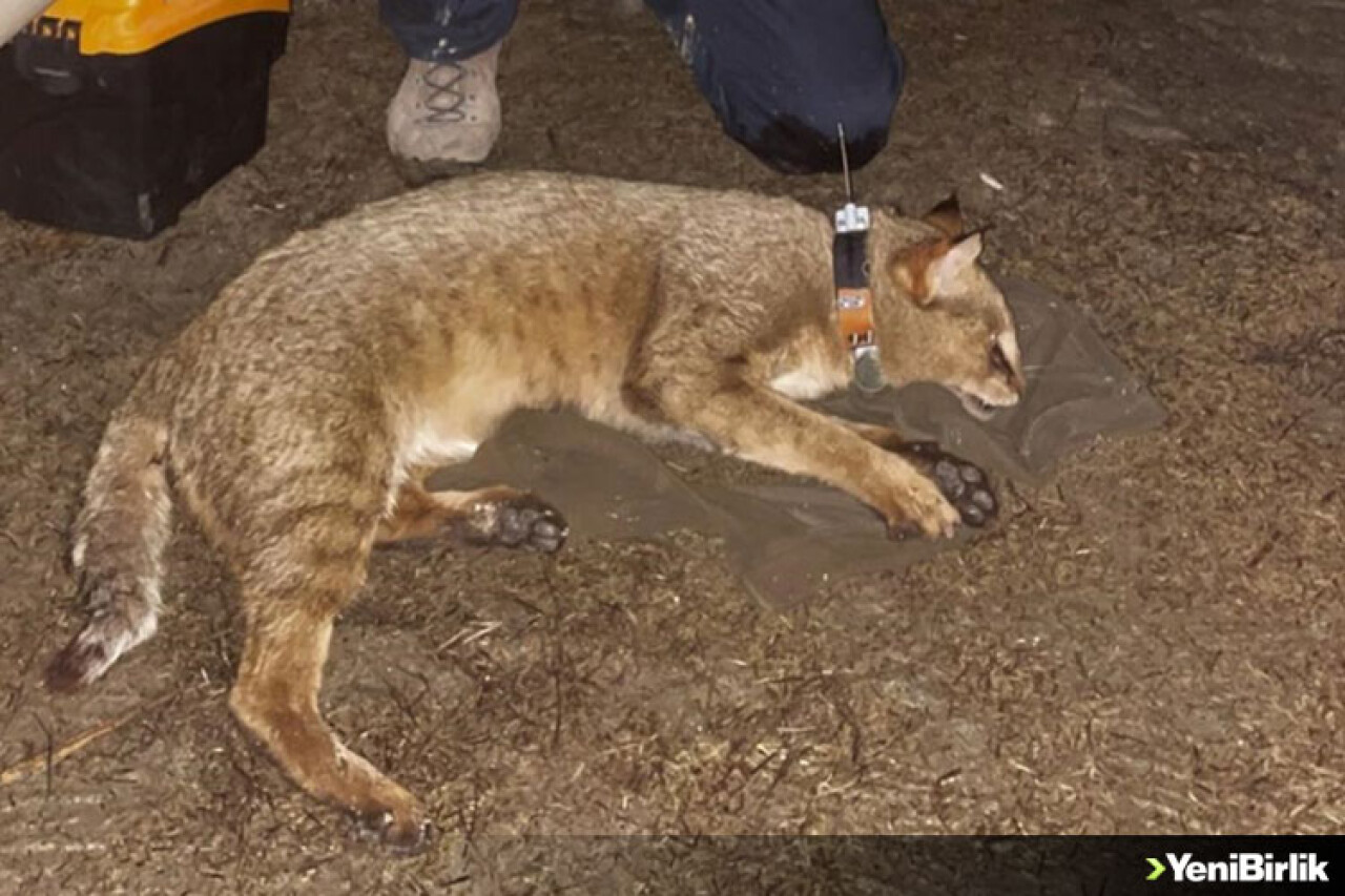 GPS takılan saz kedisi 'Latmus'un yaşayacak yer aradığı belirlendi