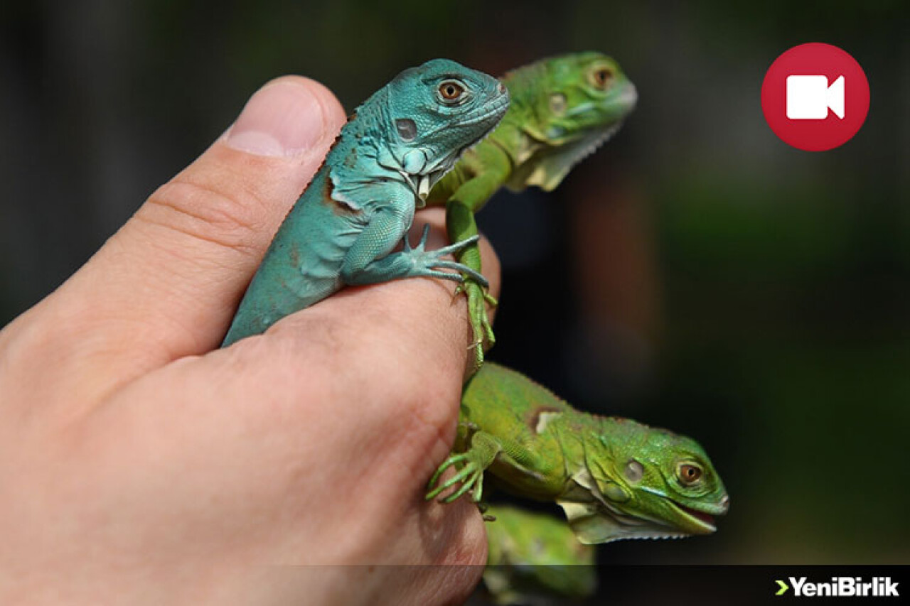 16 İguana Yavrusuna Büyük İlgi