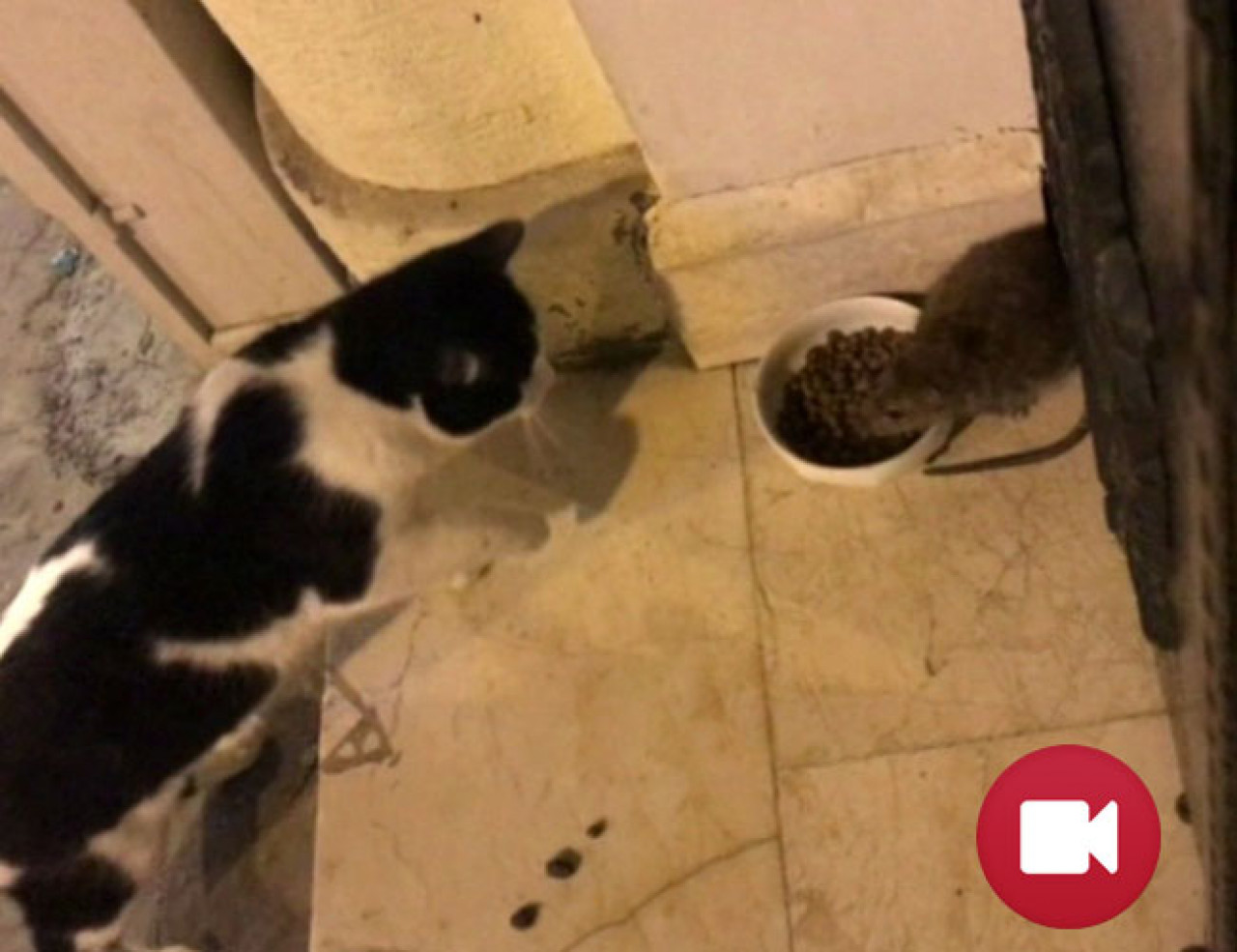 Kedi Maması Yiyor,İnsanlardan Da Kaçmıyor