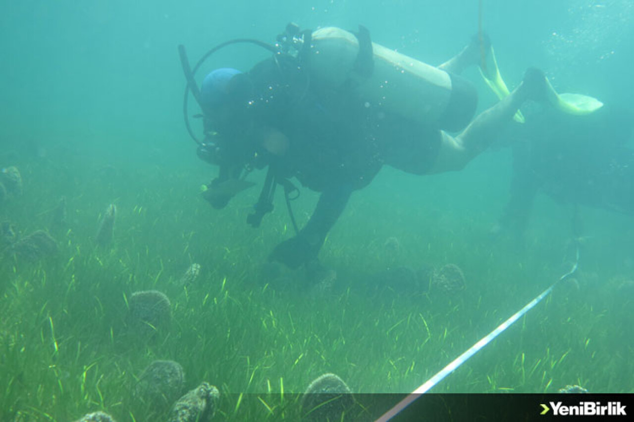 "Akdeniz ve Ege'de deniz canlısı 'pina'ları yok eden parazit tehdidi"