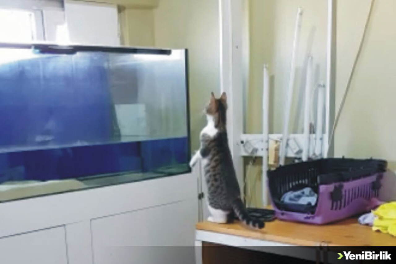 Müzeyyen Sinek Yakalamak İsterse...