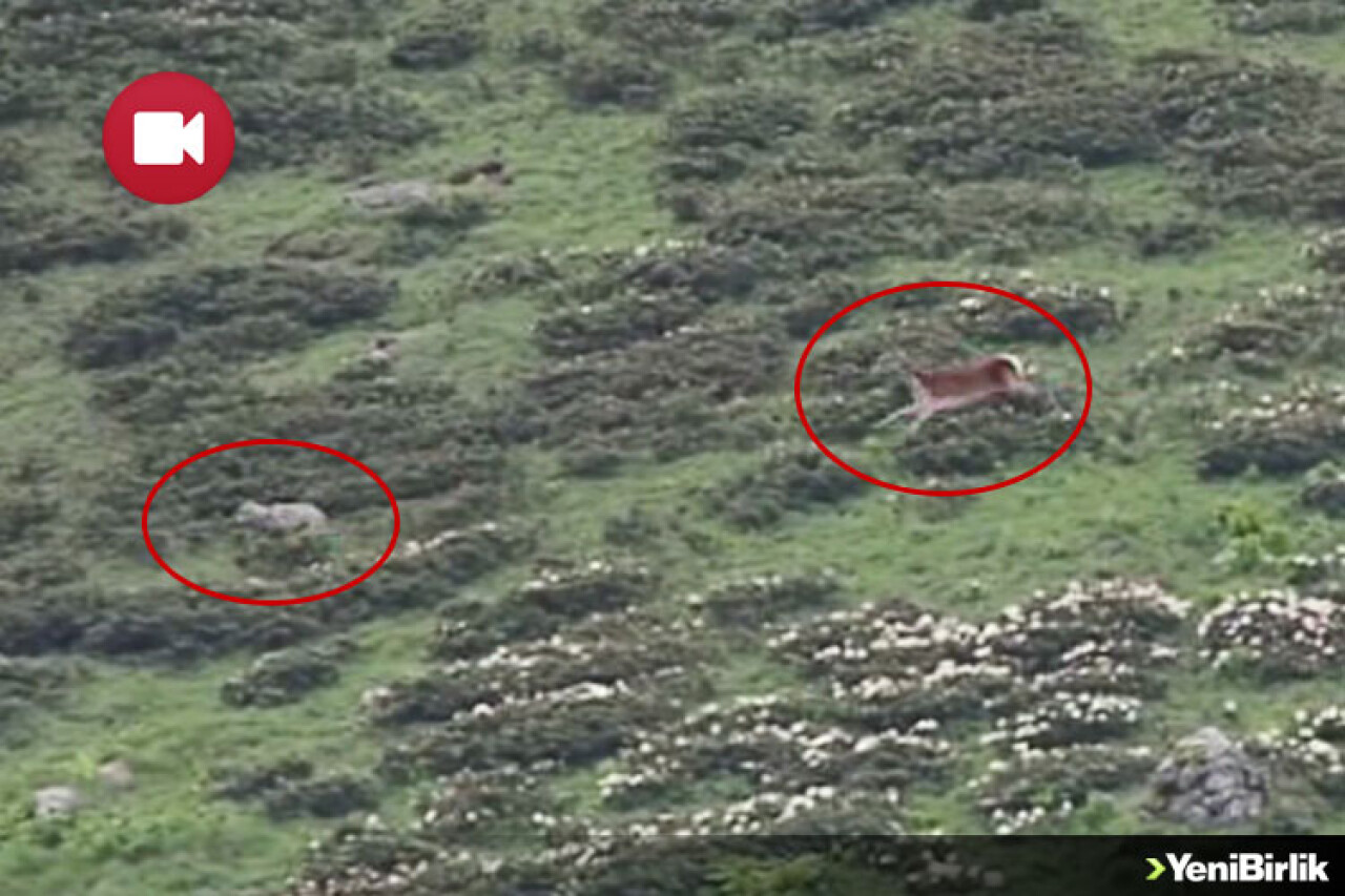 Yavruları Uğruna Kurt Kovaladı!