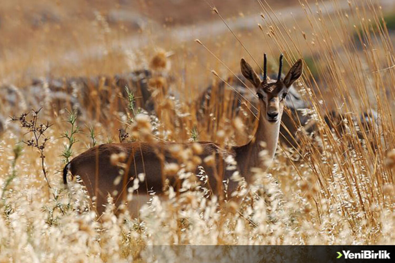Gazella gazella türü dağ ceylanlarının varlığı artıyor