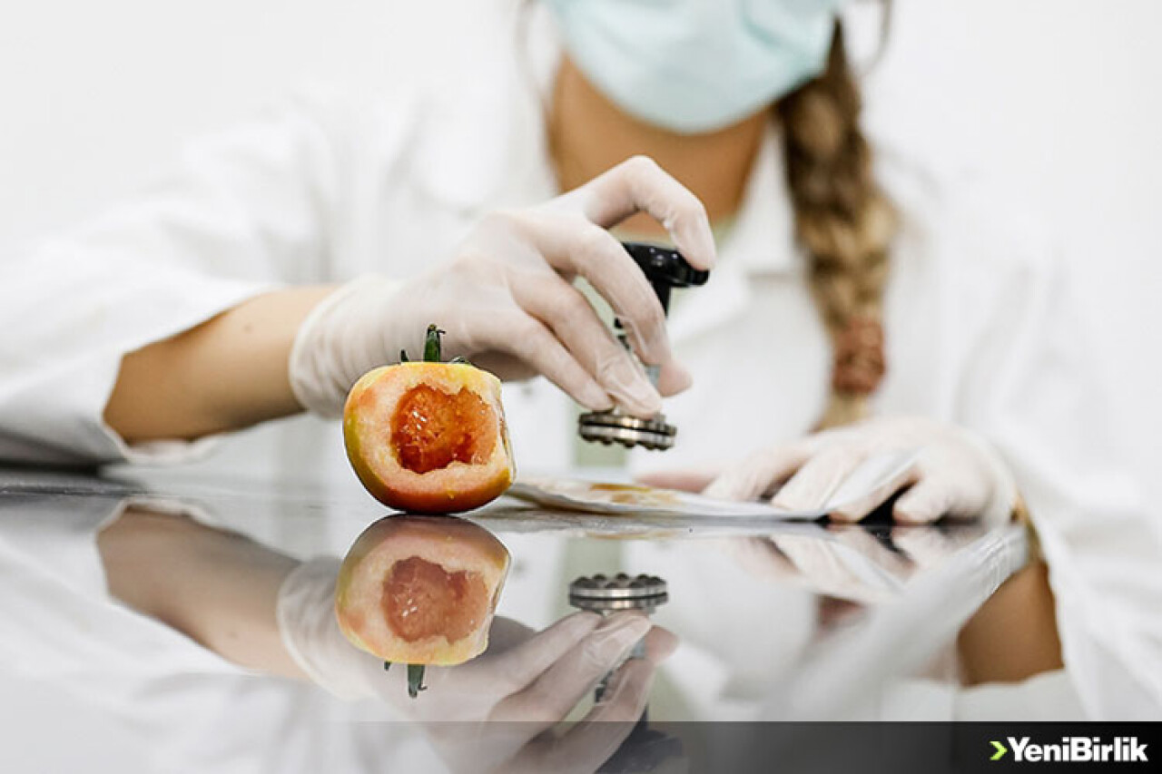 Domates üretimini olumsuz etkileyen virüse karşı dayanıklı yerli tohum geliştirildi