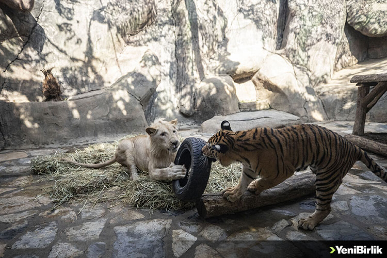 Beyaz aslan ile Bengal kaplanının dostluğu görenleri hayrete düşürüyor