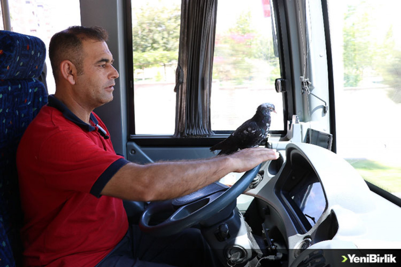 Bu Halk Otobüsünün Muavini Güvercin