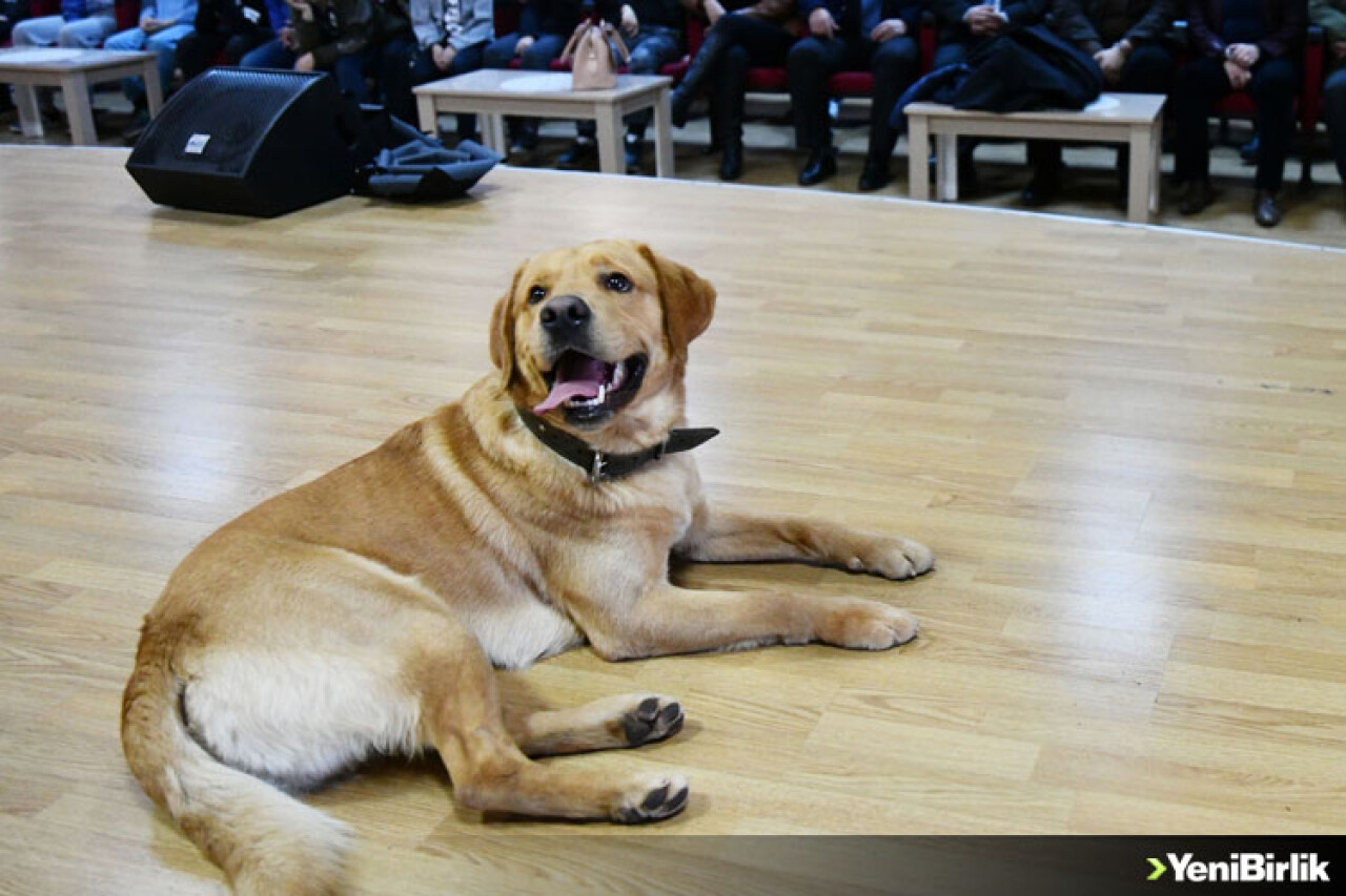 Öğrenciler eğitimli köpek 'Fox' ile hem eğleniyor hem bilinçleniyor