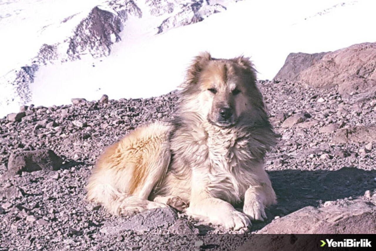 4 Bin 400 Metrede Buldukları Köpeği Kurtardılar