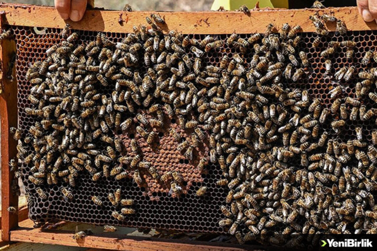 Yaban arılarının azalması tarım zararlılarının çoğalmasına neden olabilir