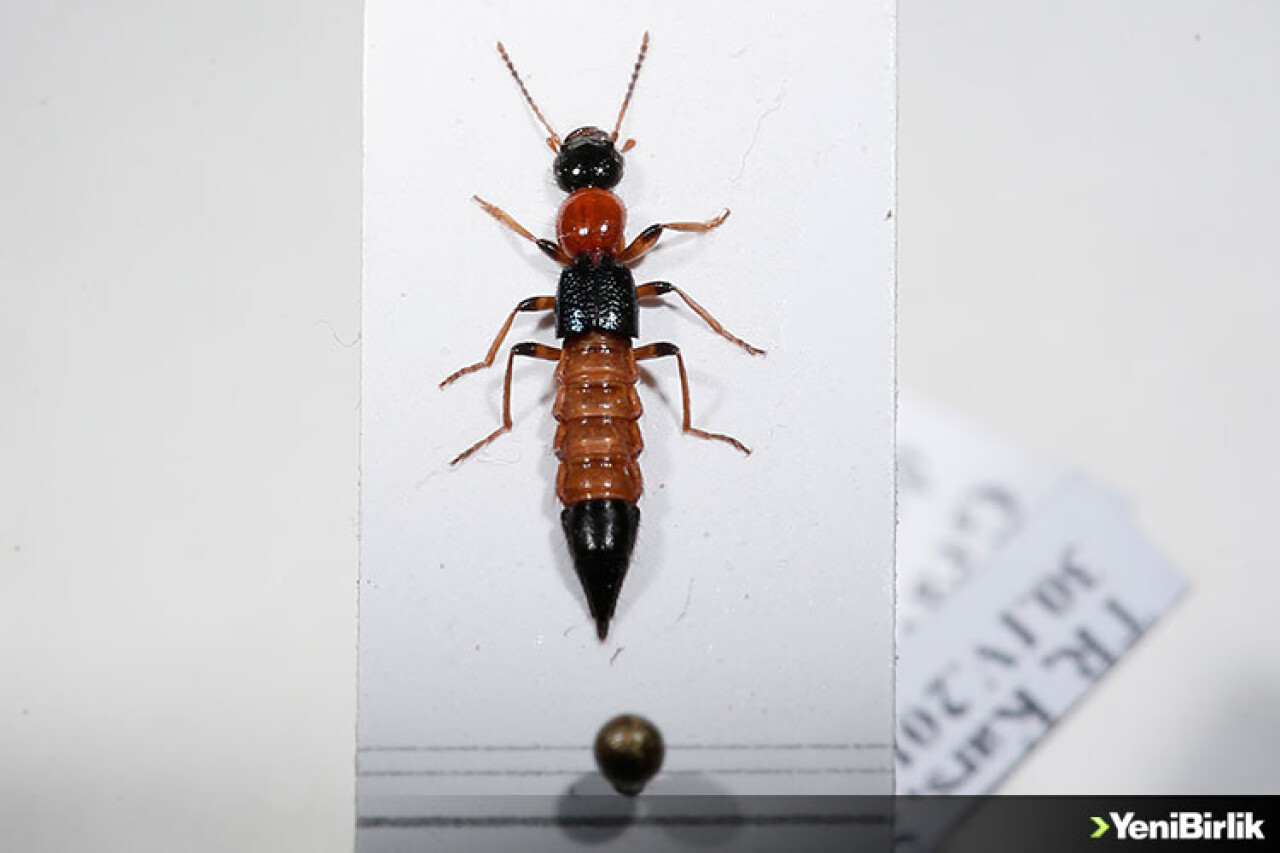Bu Böcek Kansere Çare Olabilir!