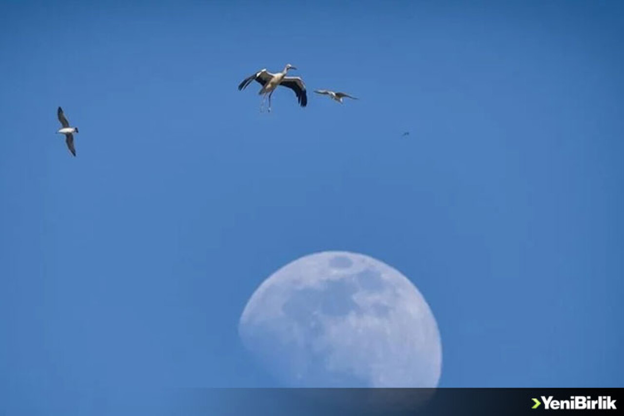 Göçmen kuşlar için midye kabuklarından adacık yaptılar