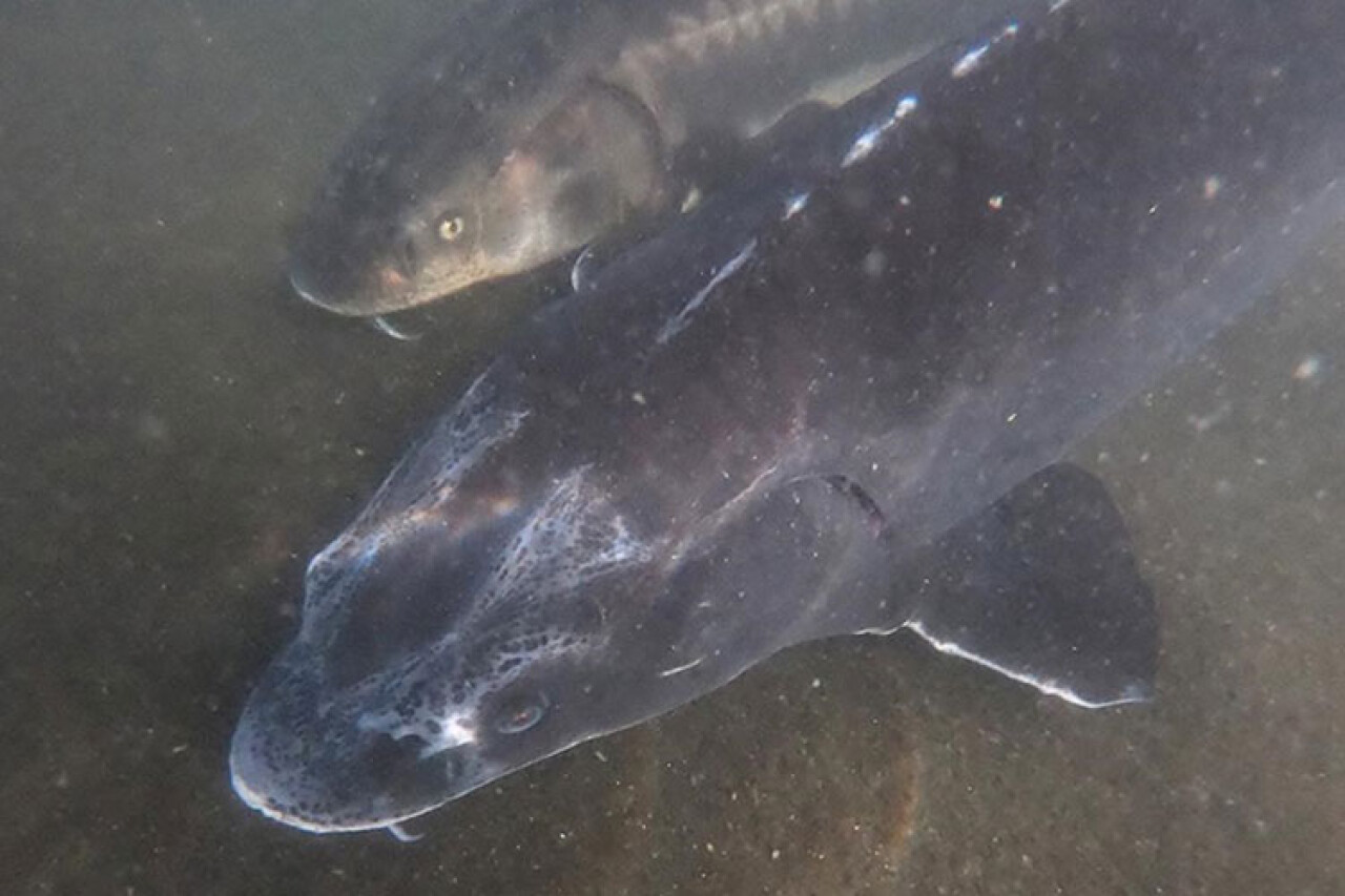 Nesli yok olma tehdidi altındaki Mersin balığı özel havuzlarda yetiştiriliyor