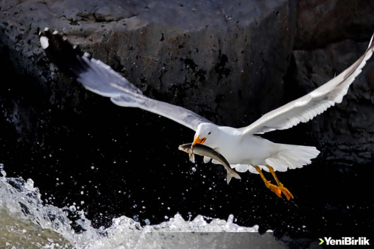 İnci kefalinin üremek için tatlı sulara göçü başladı
