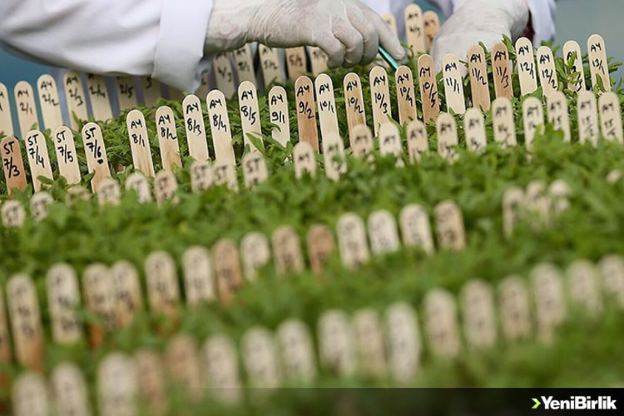 Tarımda üreticiye yerli tohum desteği sürüyor