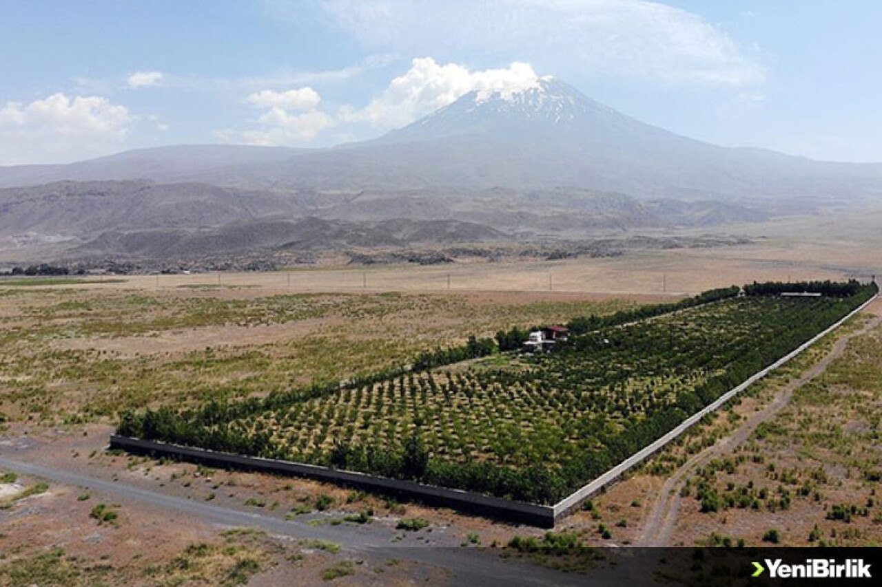 Ağrı Dağı eteklerindeki çorak araziyi vahaya dönüştürdü