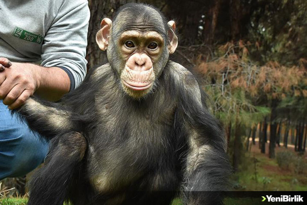 Şempanze Can'a 'Özel Aile Terapisi'