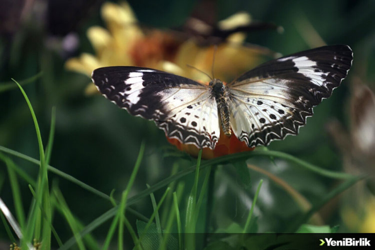 Kelebek bahçesinin narin sakinleri, mevsim meyveleriyle besleniyor