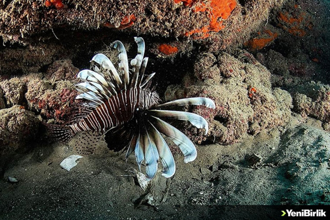 Kızıldeniz'in 'istilacısı' aslan balığı Ege'de de yayılıyor