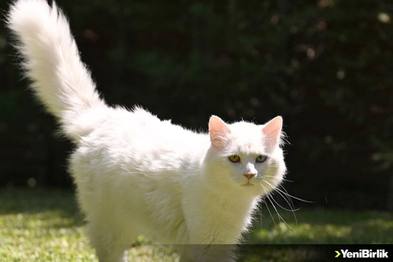 Ayasofya'ya ikinci Ankara kedisi "patilerini" basacak