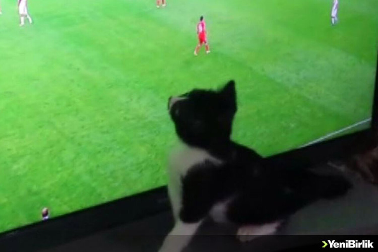 Dünya Kupası 'Limon'ndan Sorulur