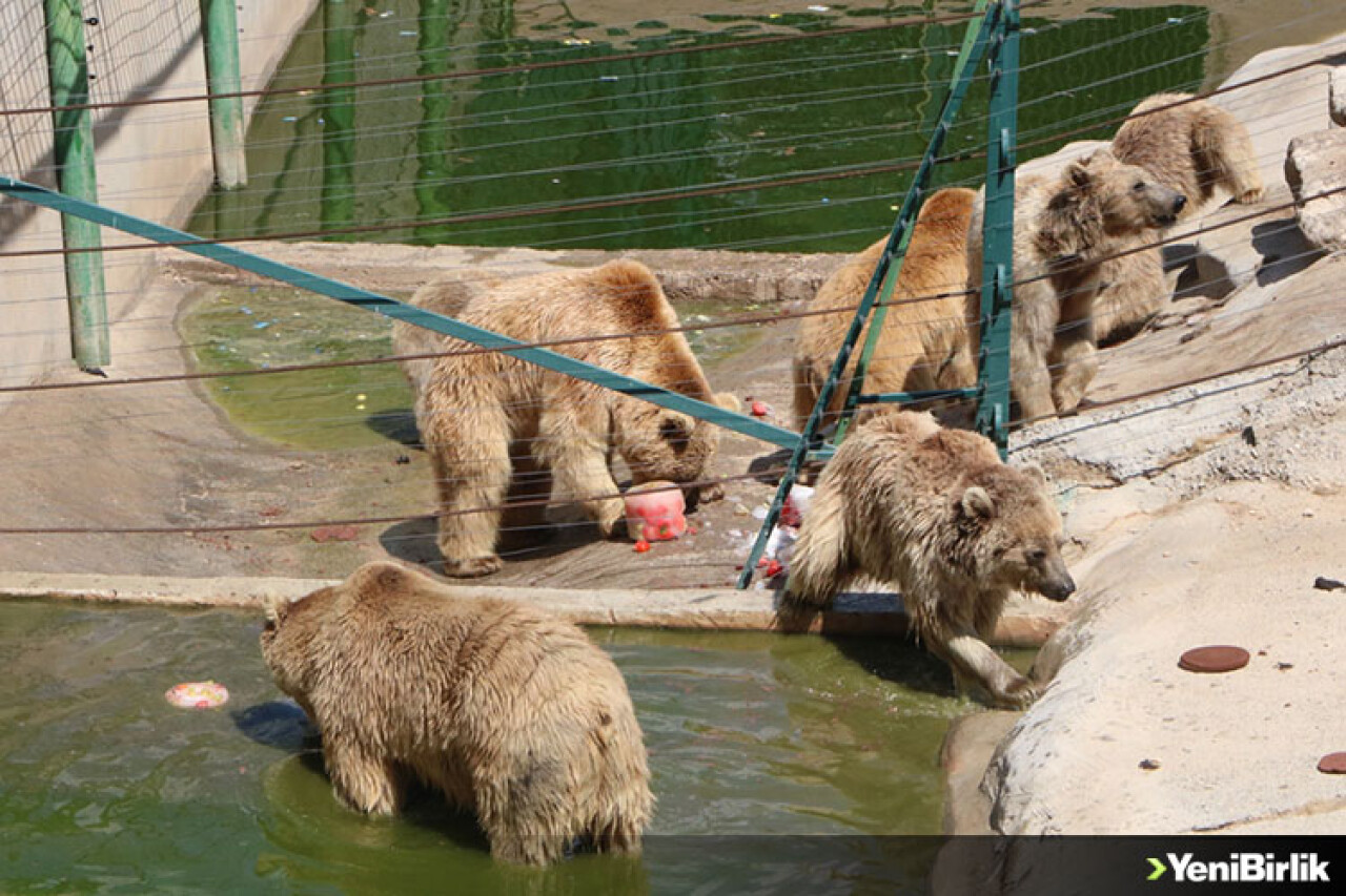 Buzlu Kokteylle Serinliyorlar