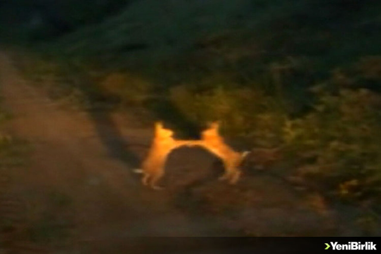 Bak Şu Yaramazlara!...