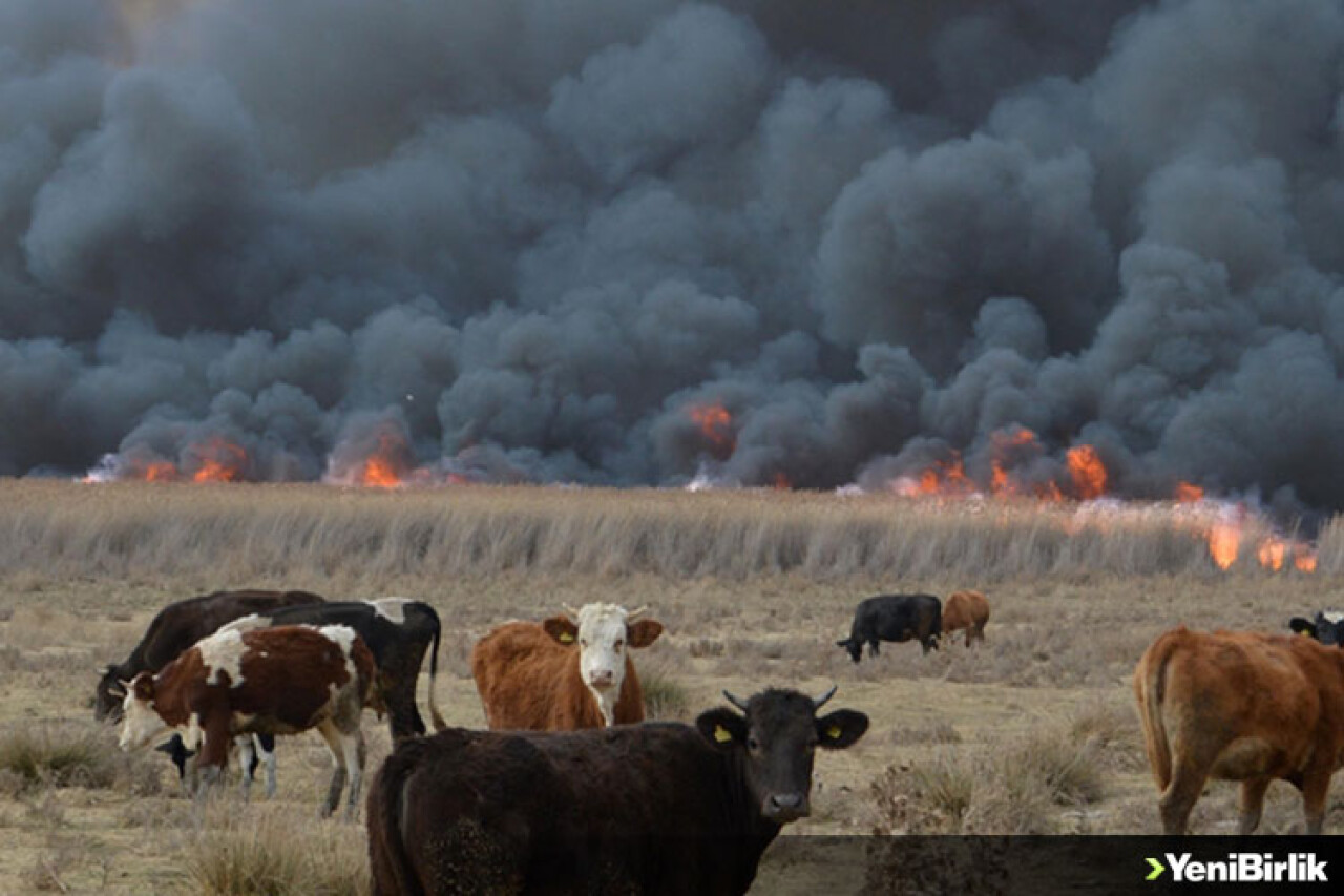Orman yangınlarından etkilenen hayvanlara ilk müdahale hayati önem taşıyor