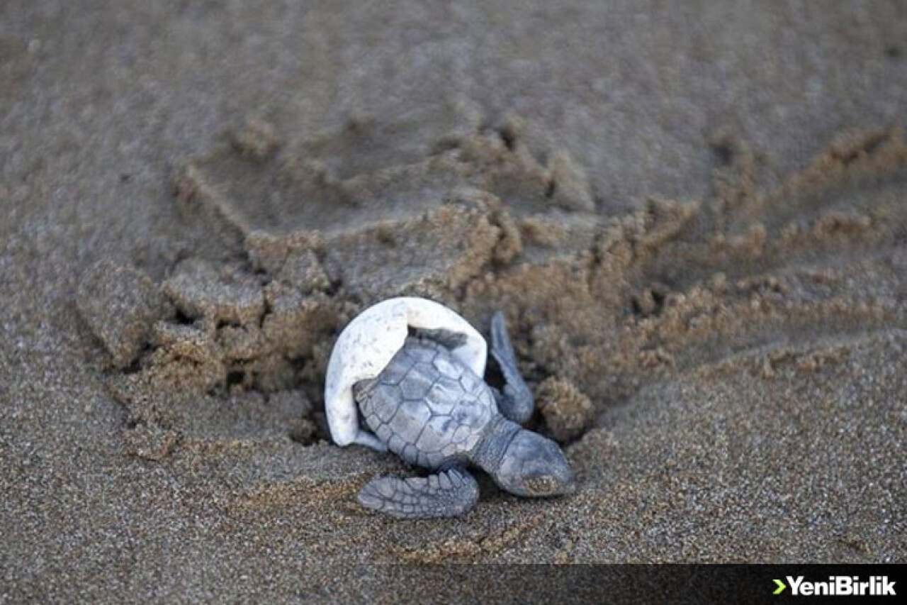 Takip cihazı takılan 3 deniz kaplumbağası doğal yaşam alanına bırakılacak