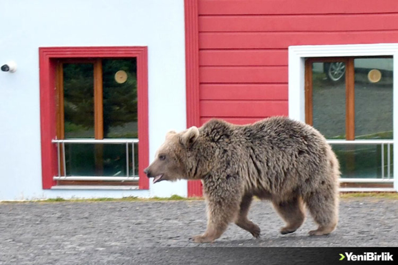 Yiyecek arayan boz ayı Sarıkamış ilçesine indi