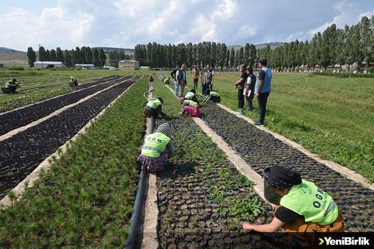 Üretilen fidanlarla Doğu Anadolu Bölgesi ağaçlandırılıyor