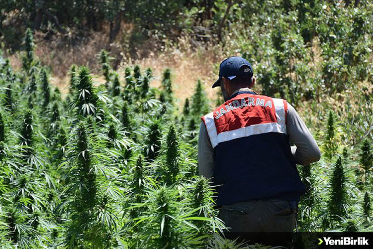 Diyarbakır'da 14 günde 3 ton esrar ve 28 milyon kök Hint keneviri ele geçirildi