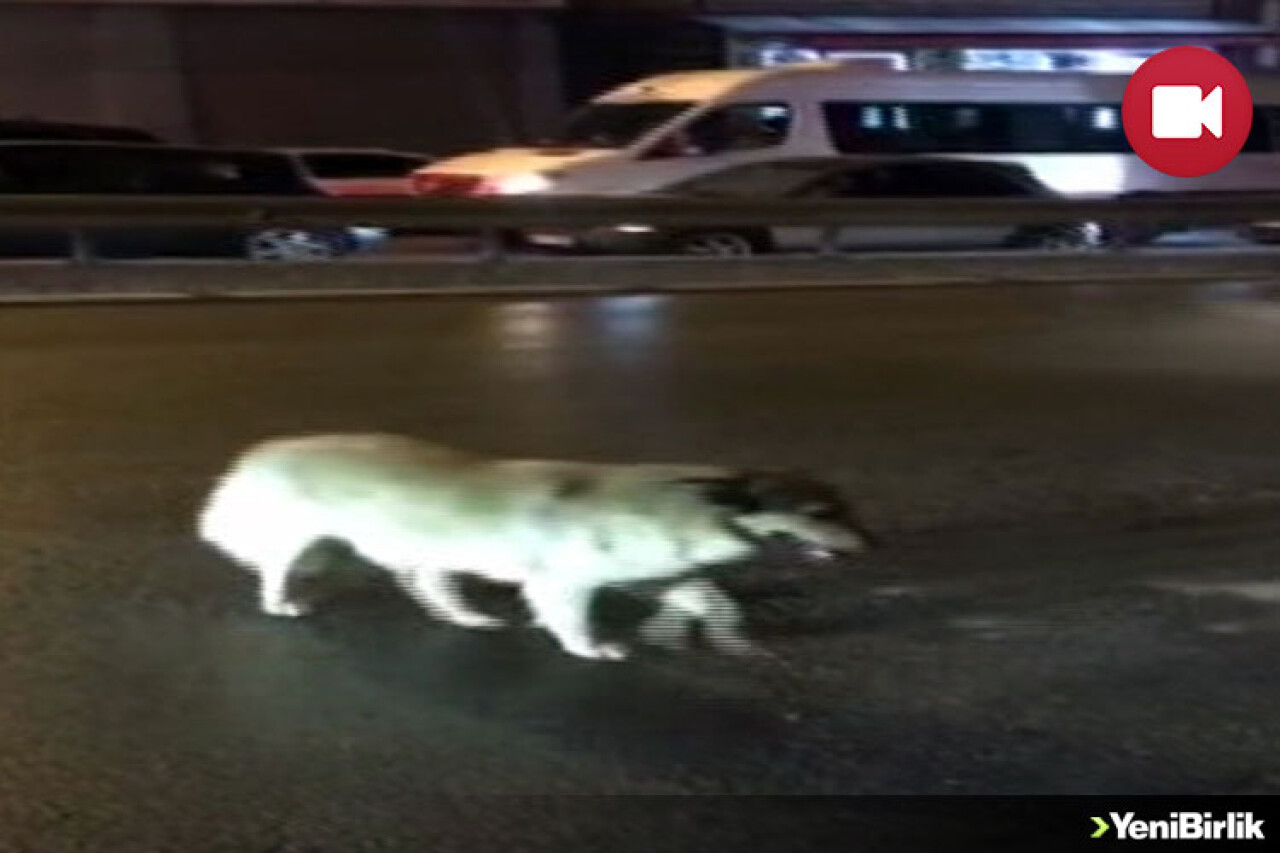 Sokak Köpeğinden Kırmızı Işık Dersi