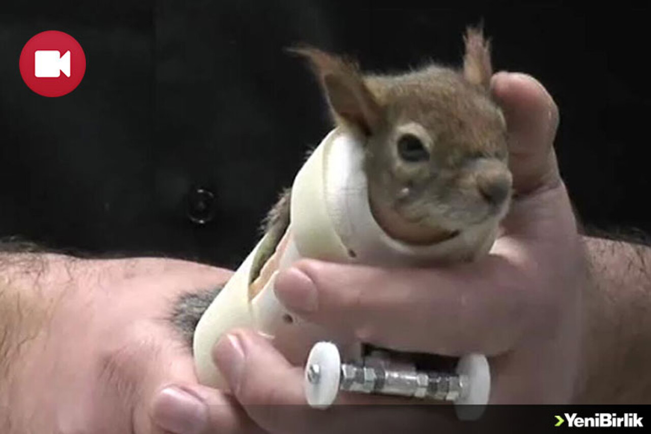 'Karamel' Yeni Protez Kollarına Kavuştu