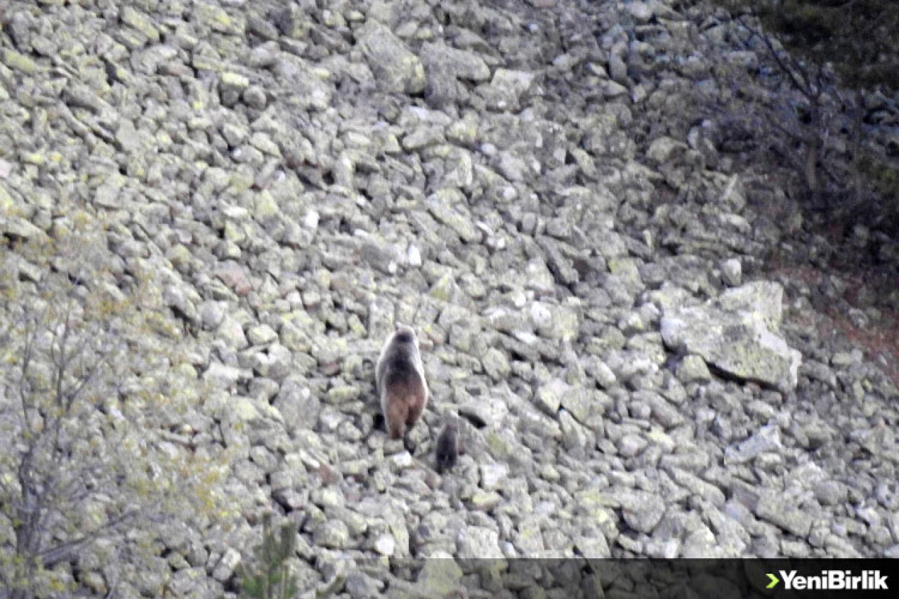 Yavrusuyla Birlikte Yiyecek Aramaya Çıktı!