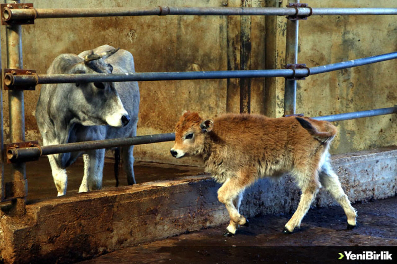 Yerli klon sığırların 'üçüncü kuşağı' da sağlıklı gelişiyor