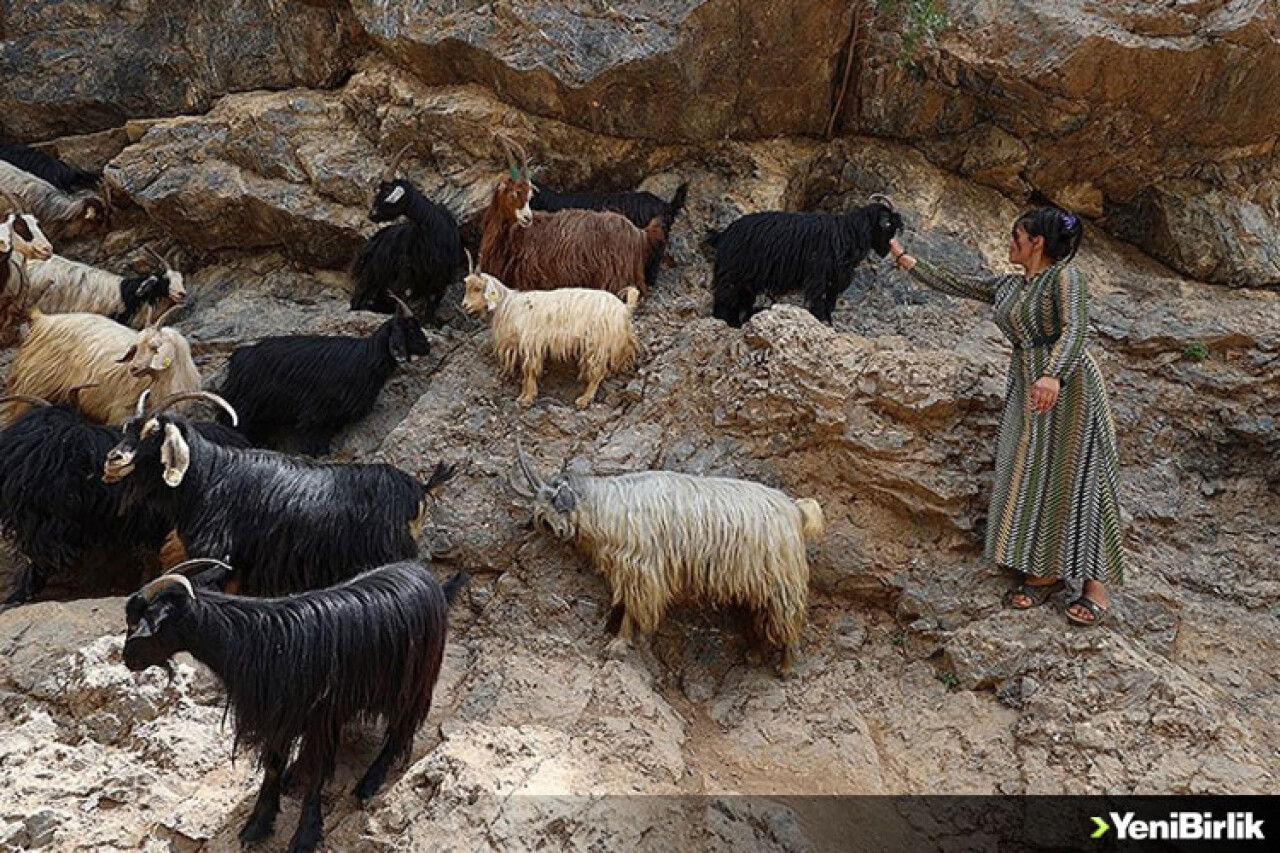 Hakkari'de berivanların dağlardaki süt mesaisi