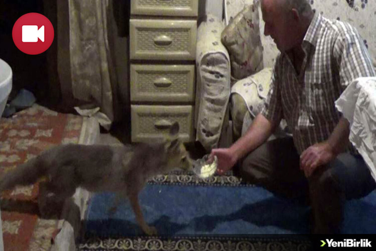 Tilki Artık Evden Biri Gibi Oldu