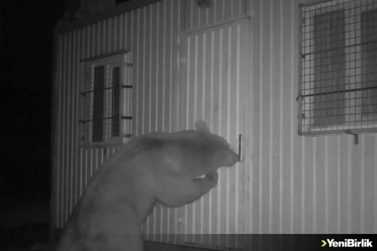 Balın kokusunu aldılar: Kapıyı açmak için köşe kapmaca oynadılar