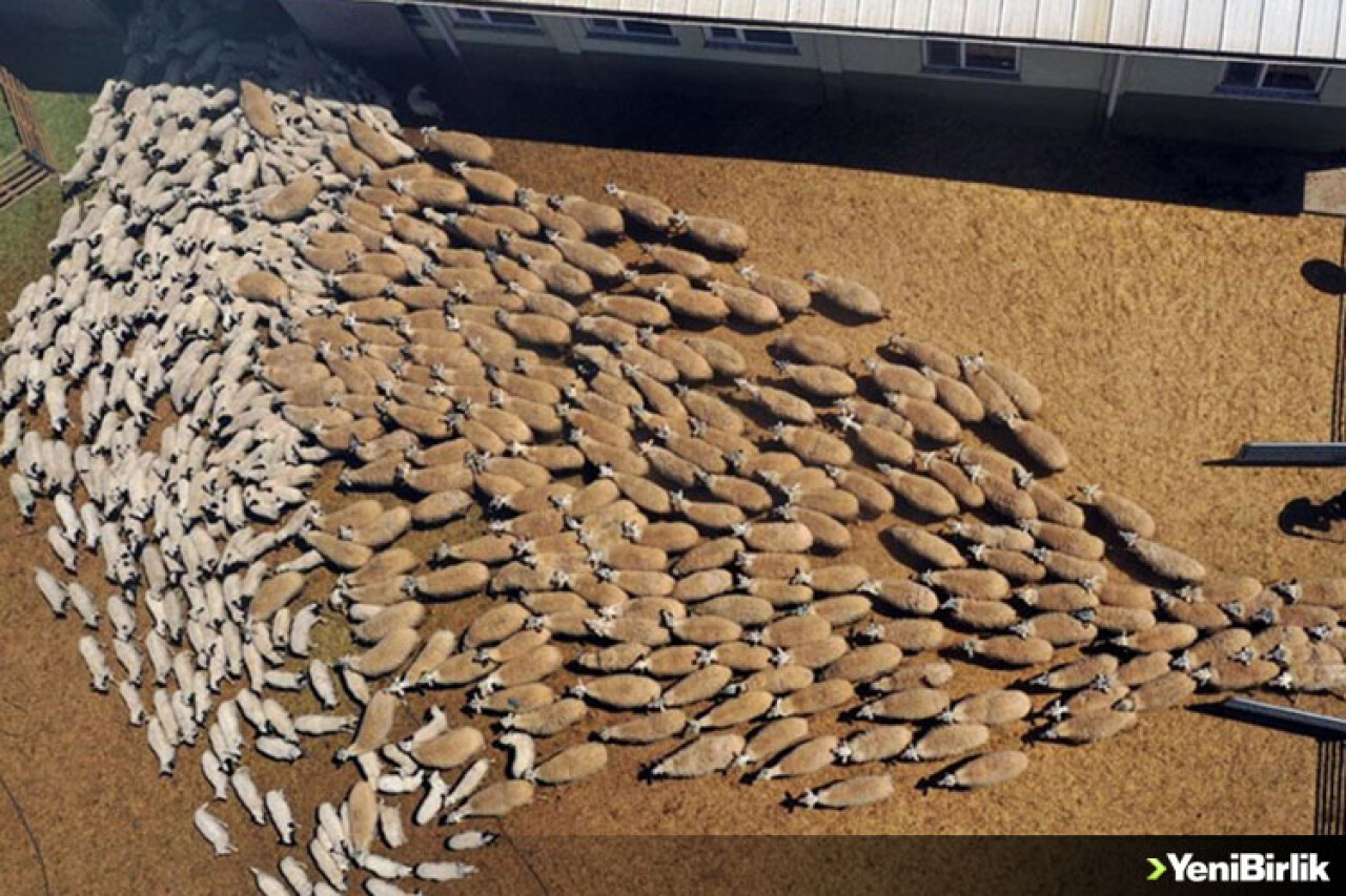 Kuzuların 'süt koşusu' renkli görüntülere sahne oldu