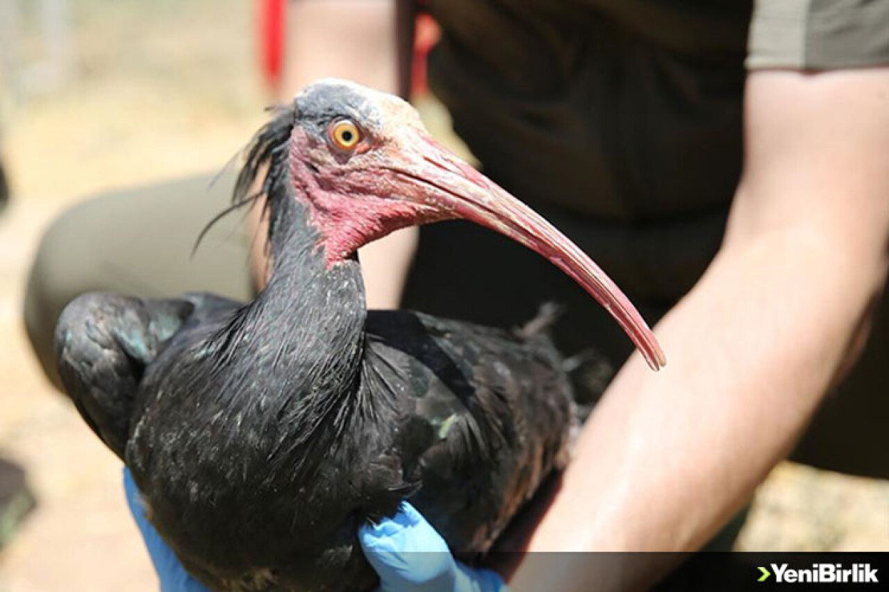 Nesli tükenme tehlikesi altındaki kelaynak ailesine 39 yavru katıldı