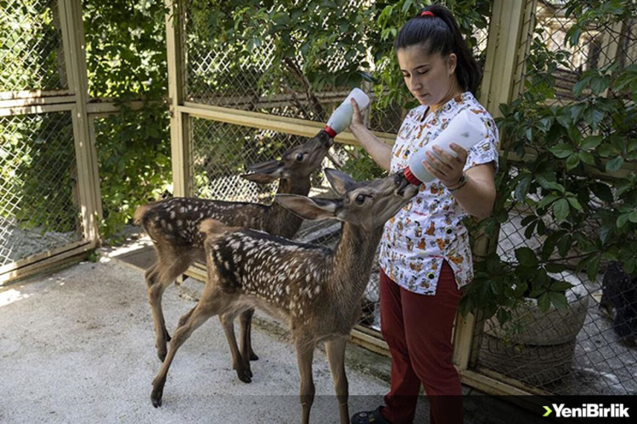 Yaralı bulunan yavru "Bambi"ler tedavilerinin ardından doğaya salınacak
