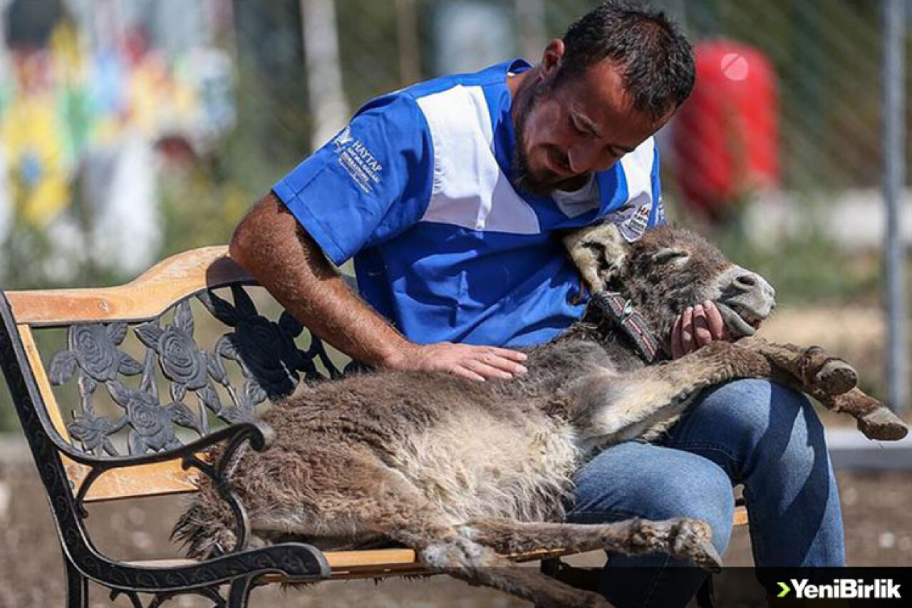 Can dostların sevgi dolu sığınağı: Emekli Hayvanlar Çiftliği