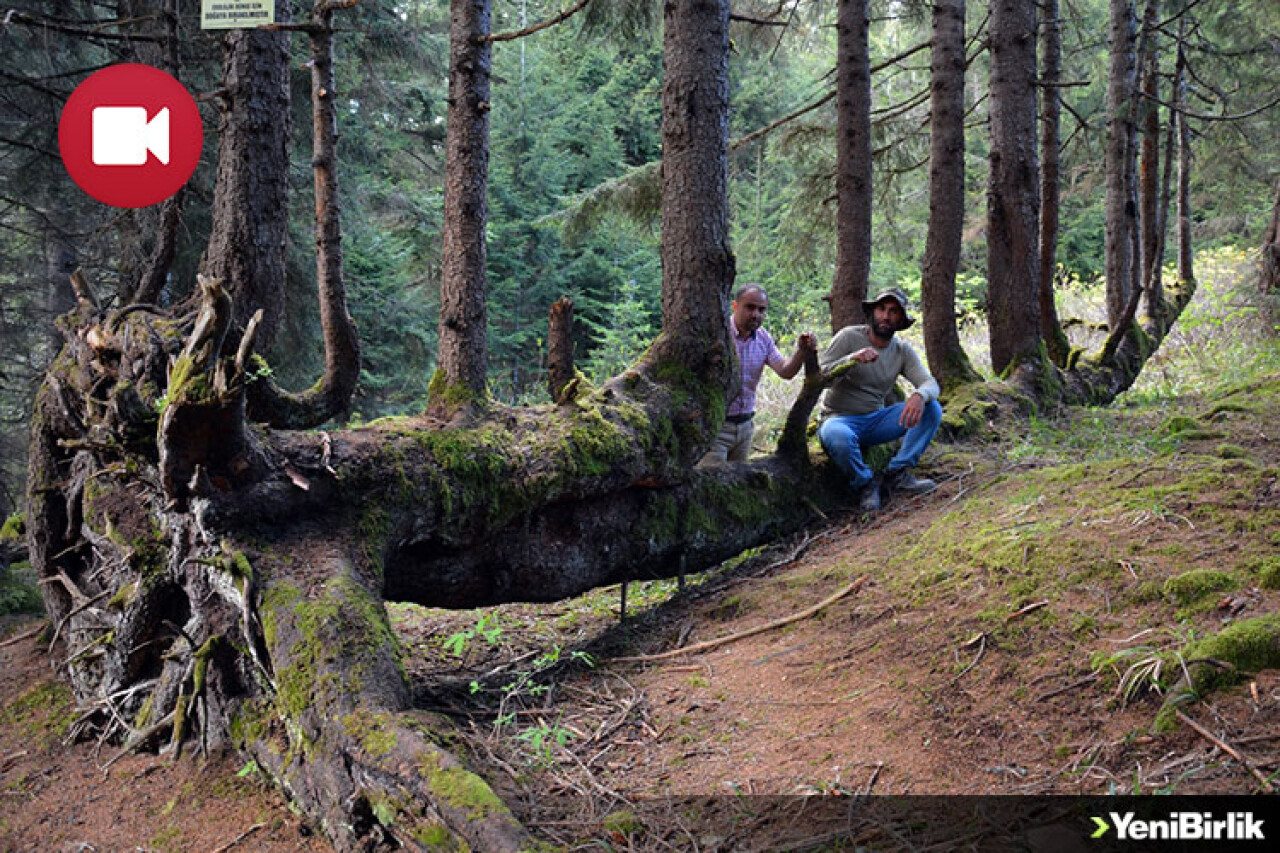 Bu Gövdede 18 Ağaç Var